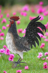 Garden metal cockerel/ hen white and black with white Specs named Daisy - Marissa's Garden & Gift