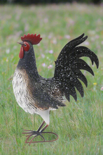 Indlæs billede til gallerivisning Garden metal cockerel/ hen white and black with white Specs named Daisy - Marissa&#39;s Garden &amp; Gift
