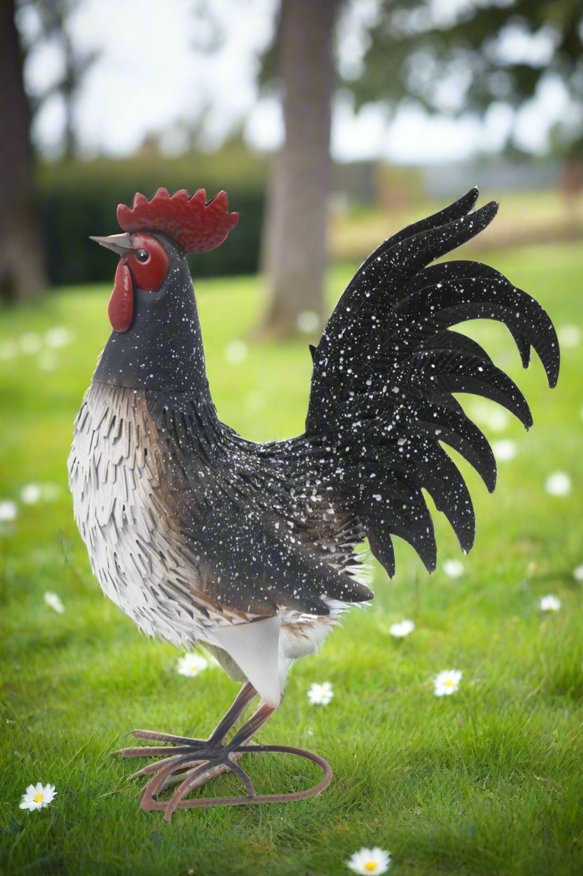 Garden metal cockerel/ hen white and black with white Specs named Daisy - Marissa's Garden & Gift