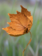 Afbeelding in Gallery-weergave laden, Metalen tuinbloem 95cm
