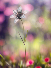 Charger l&#39;image dans la galerie, Fleur de jardin en métal 125cm
